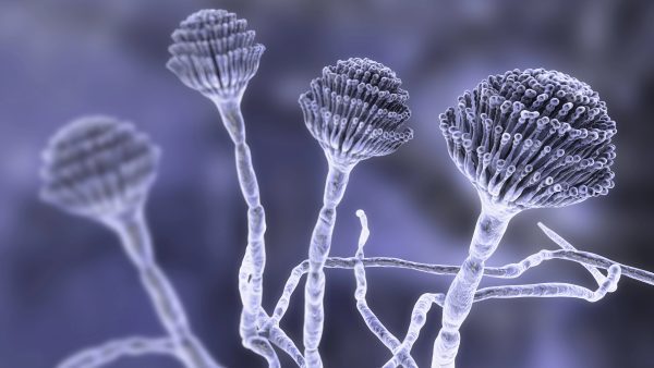 Myhoxins and Mold